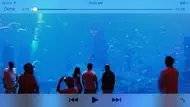 Aquarium Videos iphone bilder 3