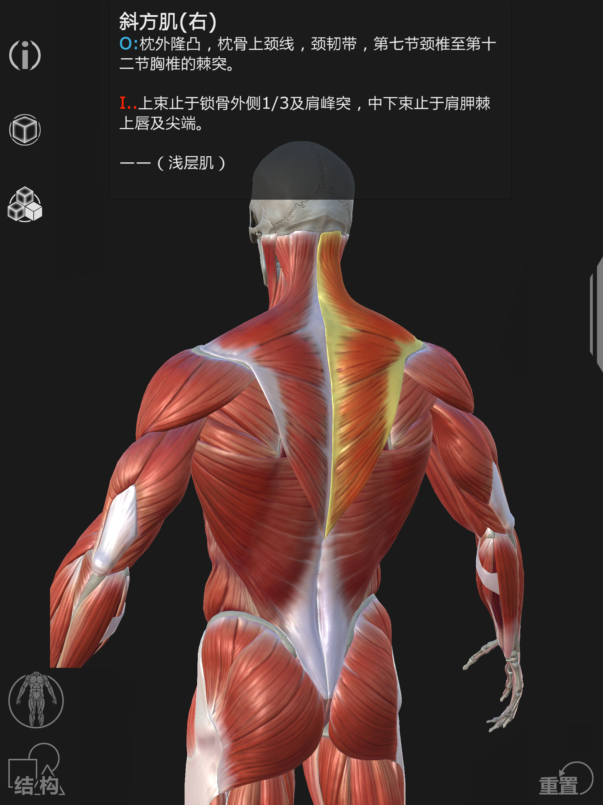 Artist's Anatomy