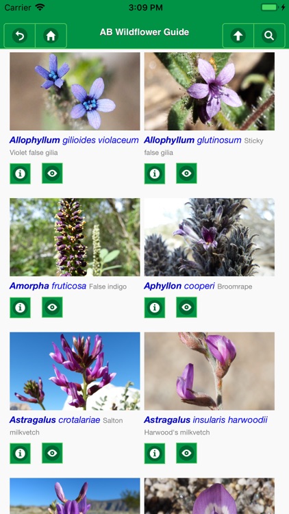 Anza-Borrego Wildflower Guide