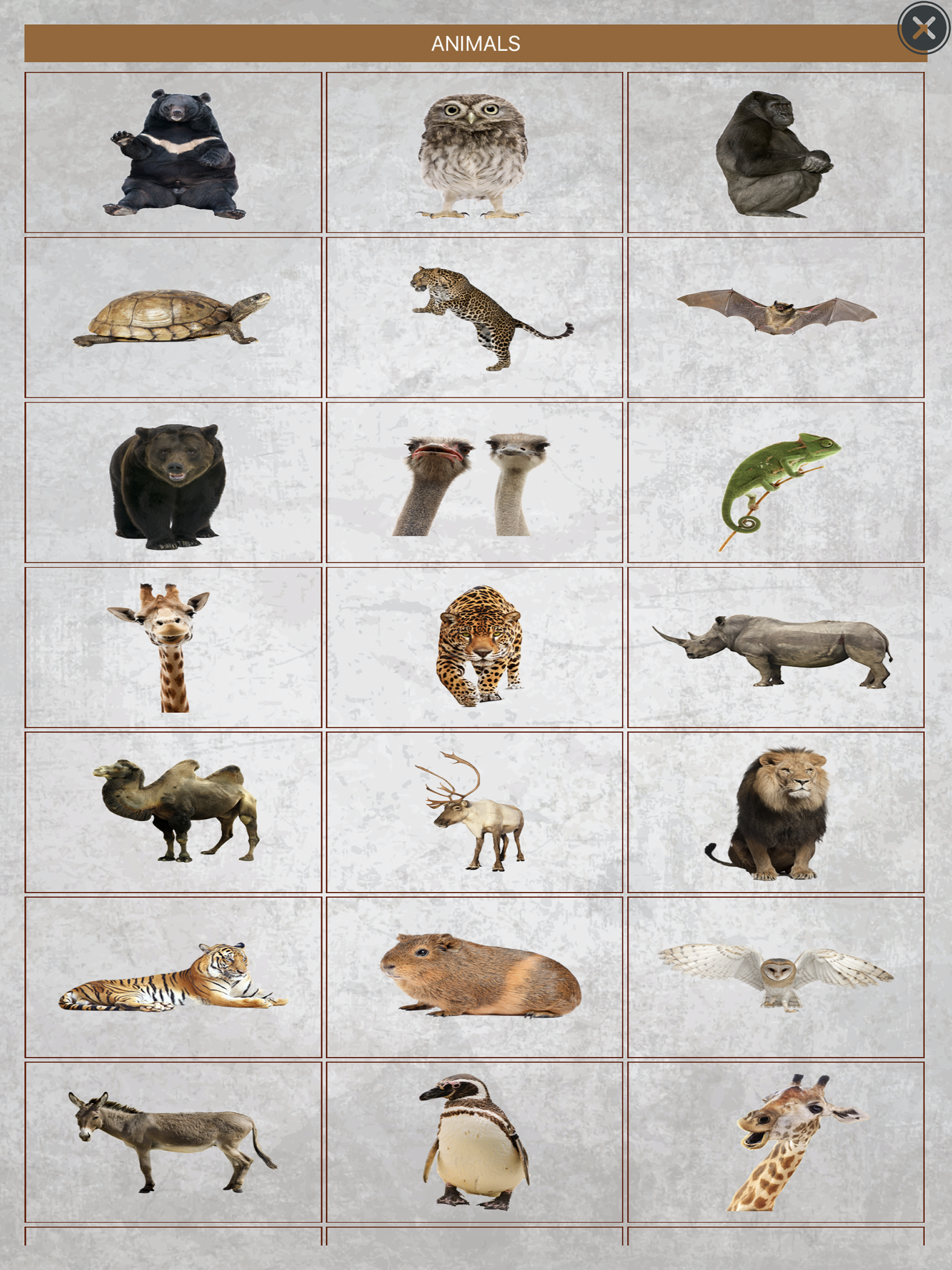 Animal Camera -Pro