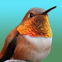 Hummingbirds - Medium (Retina) sur PC