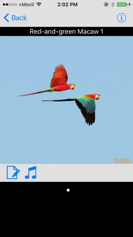 Game screenshot Panama Birds Field Guide Basic apk