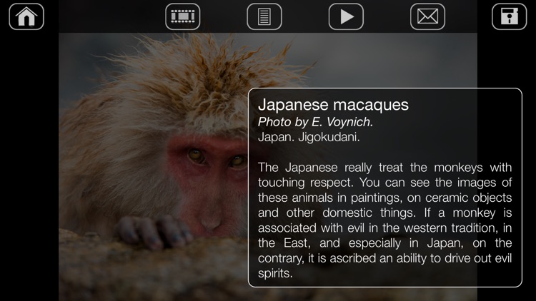 Japanese Macaques