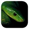 ESnakes Southern Africa App Support