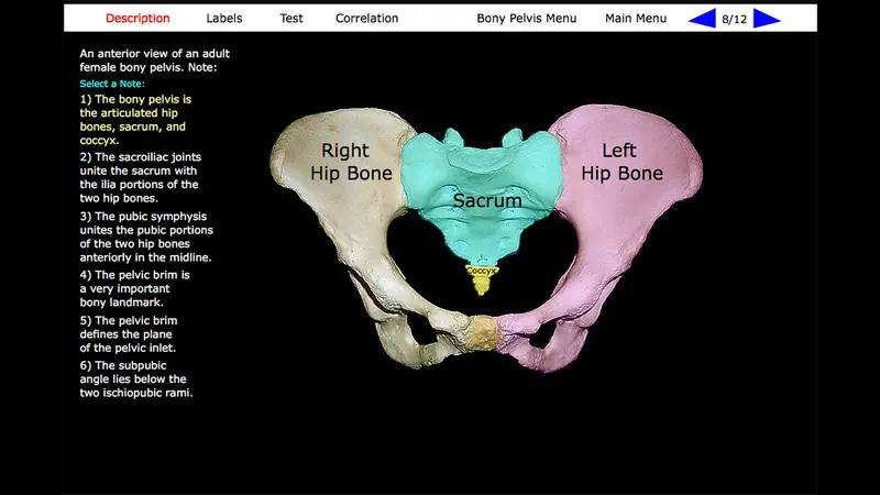 Human Skeleton: Gross Anatomy screenshot 6 of 10