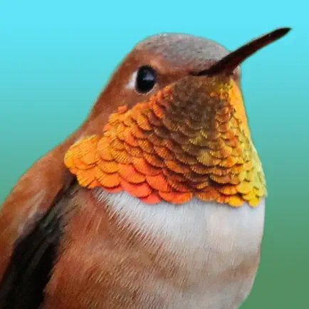 Hummingbirds - Large (Retina) Cheats