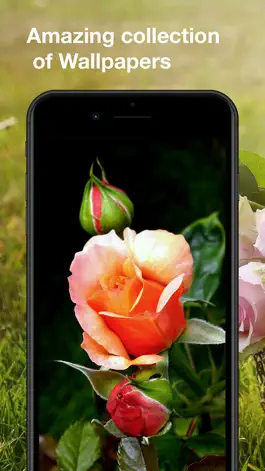 Game screenshot Roses Wallpapers: HD mod apk