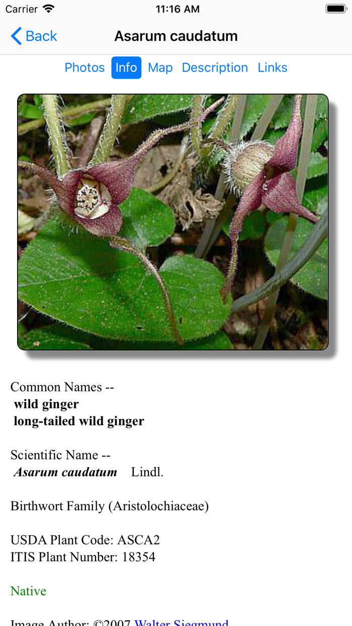 SF Bay Area Wildflowers