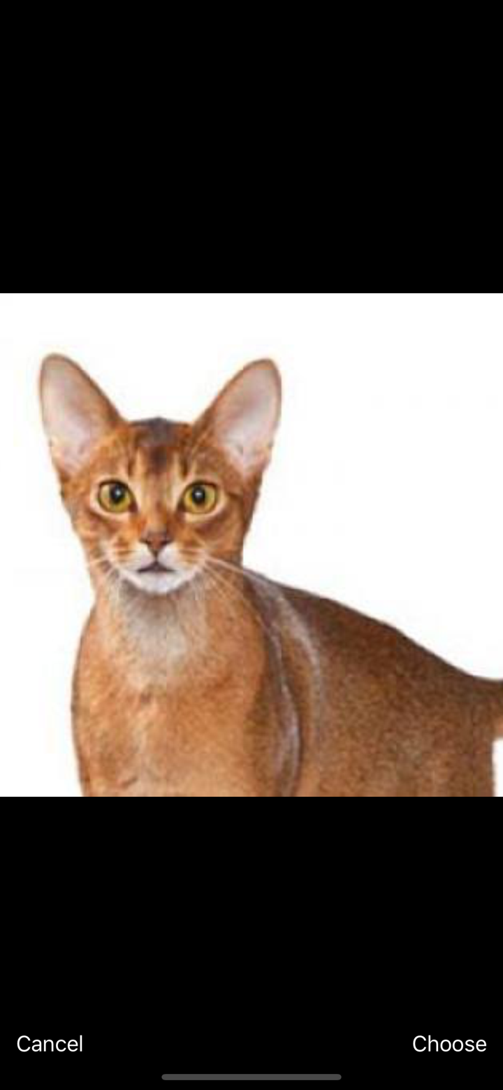 Cat Breed Scanner — CatsPedia screenshot 5