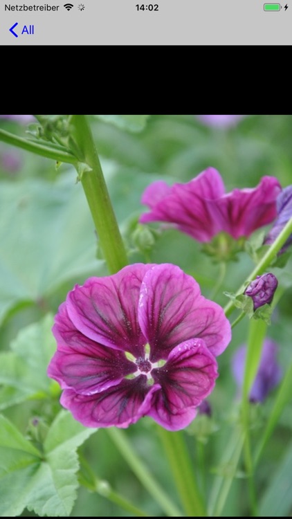 Flora Europe screenshot-8