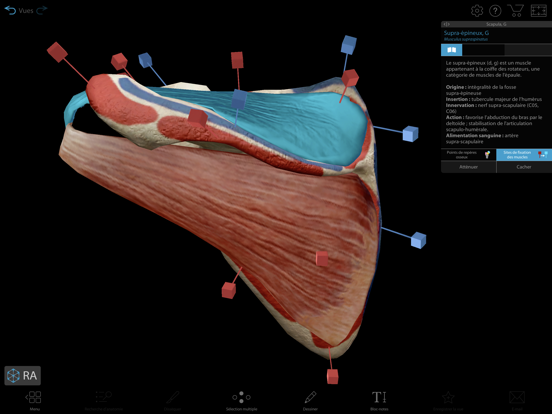 Atlas d'anatomie humaine 2021 Atlas d'anatomie humaine 2021