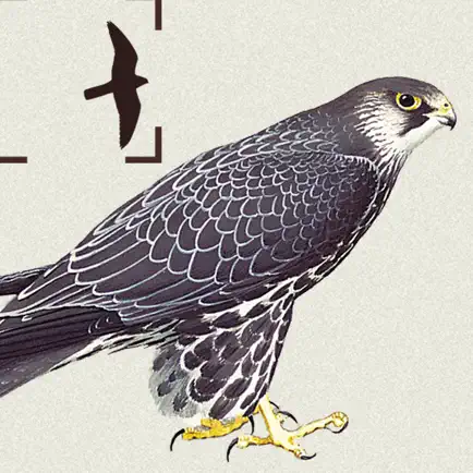 Birds of Northern Europe Cheats