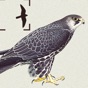 Birds of Northern Europe app download