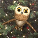 Download Rocky Owl AR app