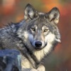 Wolf Sounds & Wild Noises