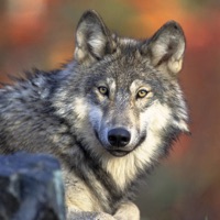 Wolf Sounds & Wild Noises apk