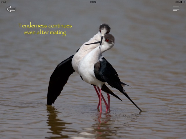 Himantopus(圖4)-速報App