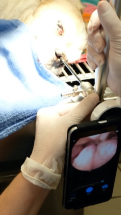 vetOvation - VideoScope Screenshot
