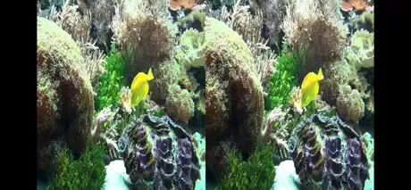 Aquarium Videos 3D