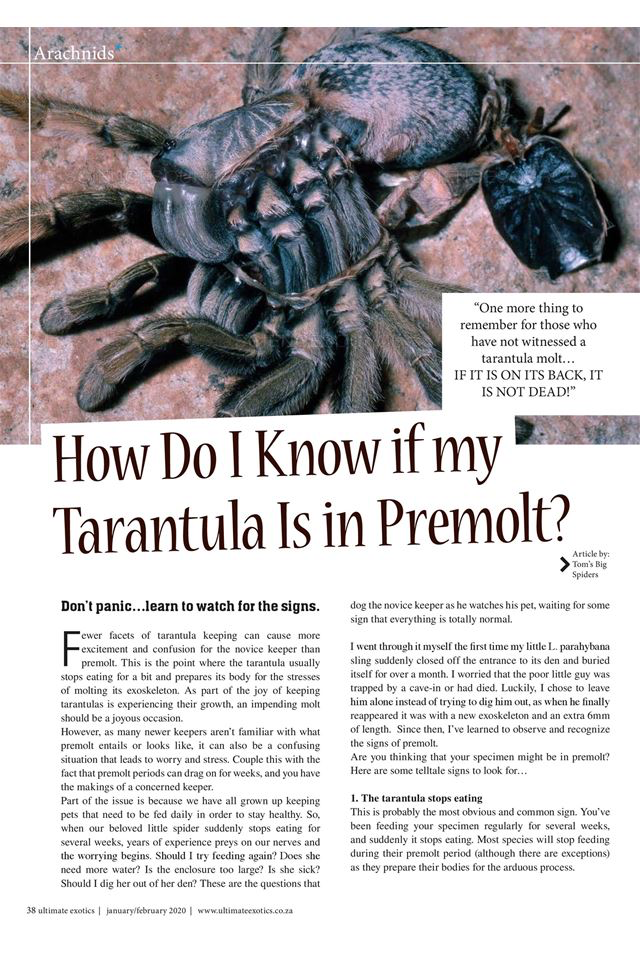 Ultimate Exotics Magazine