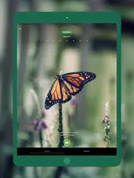 Seek av iNaturalist ipad bilder 1