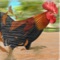 Farm Chicken - Roaster Racing