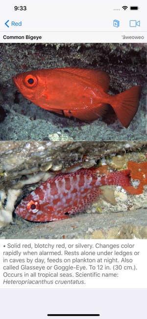 Scuba Fish Hawaii(圖3)-速報App