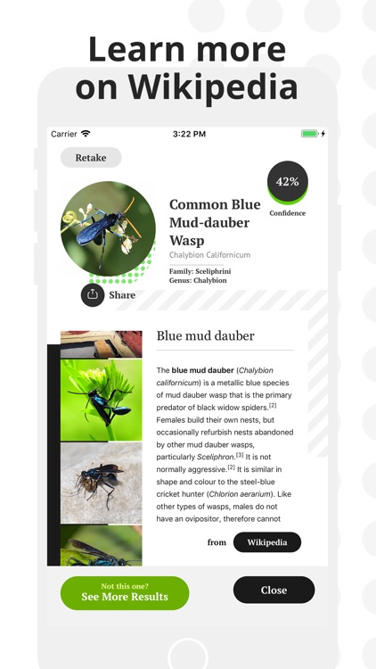 Insect Identification screenshot-4