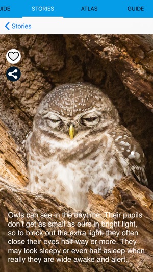 Ecoguide - Birds of Europe(圖6)-速報App