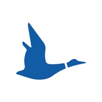Blue Duck Scooter messages.notwork
