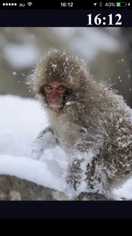 Game screenshot Snow Monkeys hack