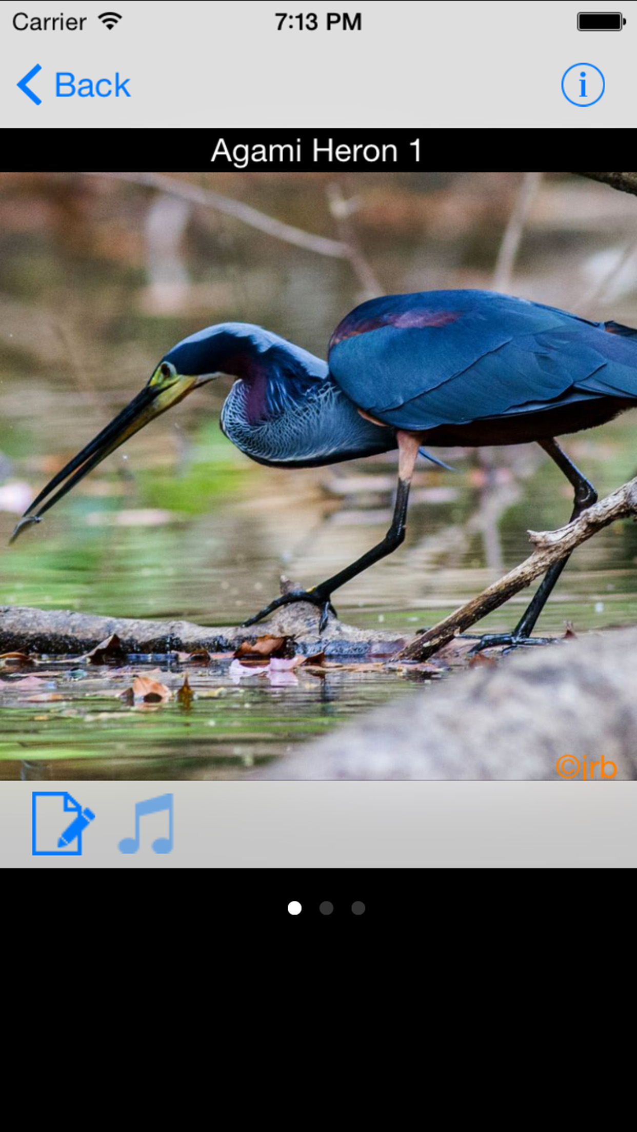 Costa Rica Birds