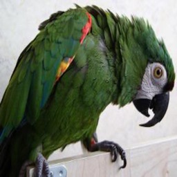 Scarletts Parrot Essentials