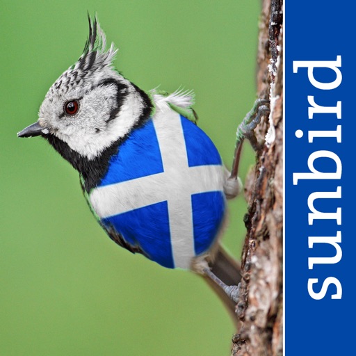 All Birds Scotland Photo Guide