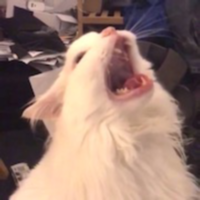 Thurston Waffles MDHE