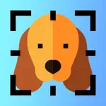 Dog Breed Identifier AI App Contact