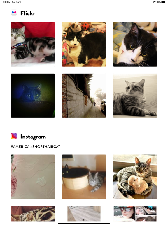 Cats Pedia: Breed identifier iPad screenshot 4 - Education app