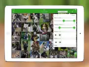 iknow dogs: identificar razas ipad capturas de pantalla 2
