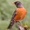 Presenting a North American Birds Sounds compilation app with high quality sounds and songs of birds found in North America
