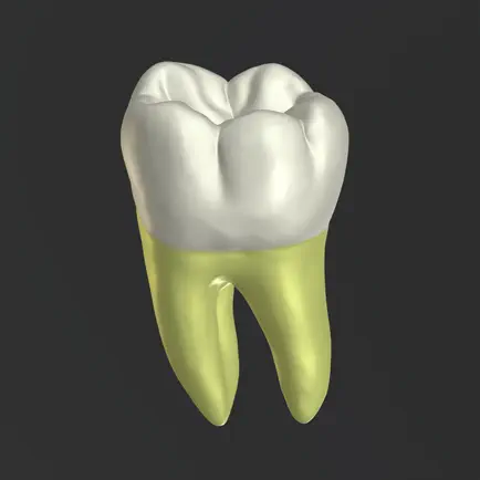 3D Tooth Anatomy Cheats