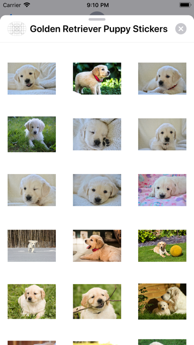 Golden Retriever Puppy Sticker screenshot 3