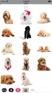 goldendoodle sticker pack iphone resimleri 3