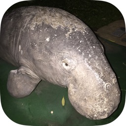 Aerial Survey Marine Megafauna