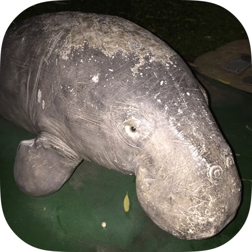 Aerial Survey Marine Megafauna