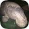 This app has been developed to facilitate data collection during aerial surveys of marine megafauna