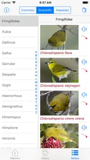 bird id hawaii problems & solutions and troubleshooting guide - 3