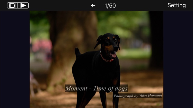 Moment - Time of dogs.