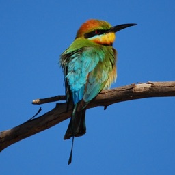 Kakadu Birds