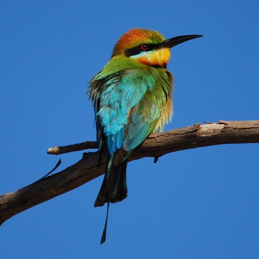 Kakadu Birds icon