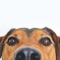 Kids Learn Animals and Things is an app built by parents who were looking for the right solution to help their children gain a broader understanding of the world around them